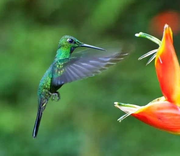 Flora follajes y flores tropicales: Colibrís y murcielagos ...