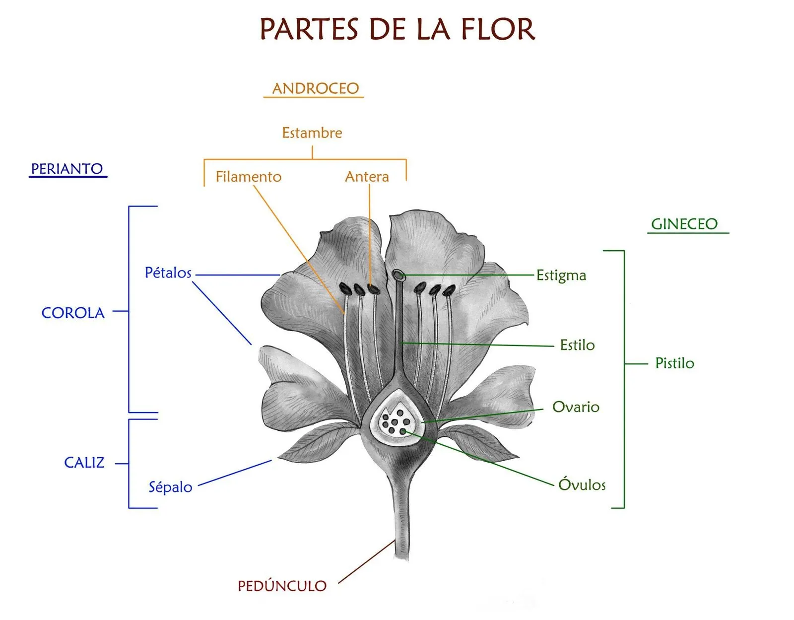 Flora de Talcahuano y Chile: PARTES DE LA FLOR