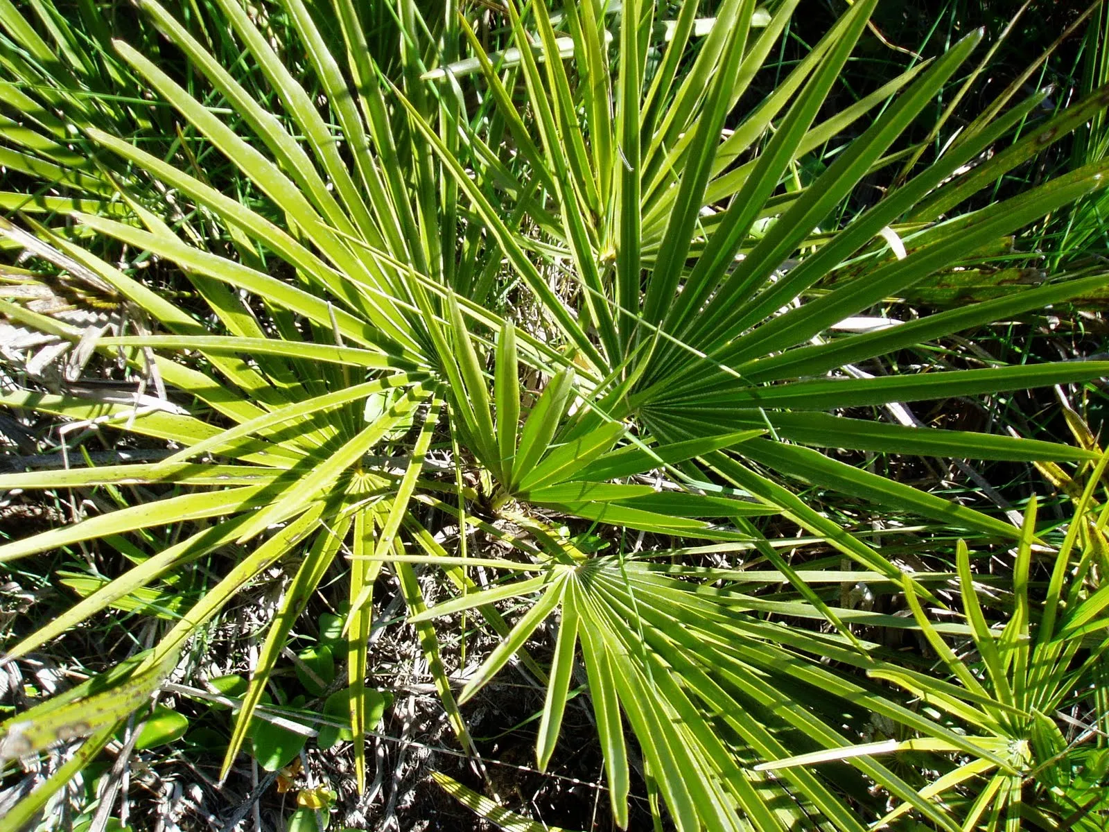 FLORA VASCULAR DE ANDALUCÍA OCCIDENTAL. El inicio | rioMoros