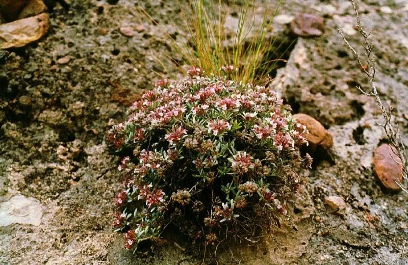 Flora Vulnerable