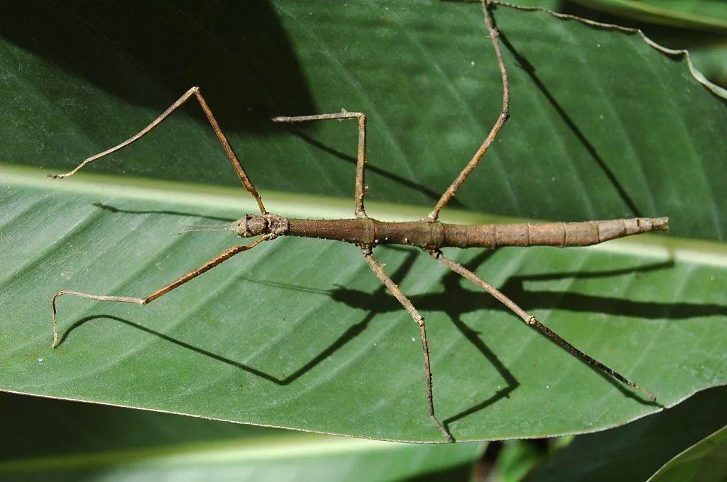 FLORACIONES EN MÁLAGA Y MÁS: Cúrcuma roja e insecto palo