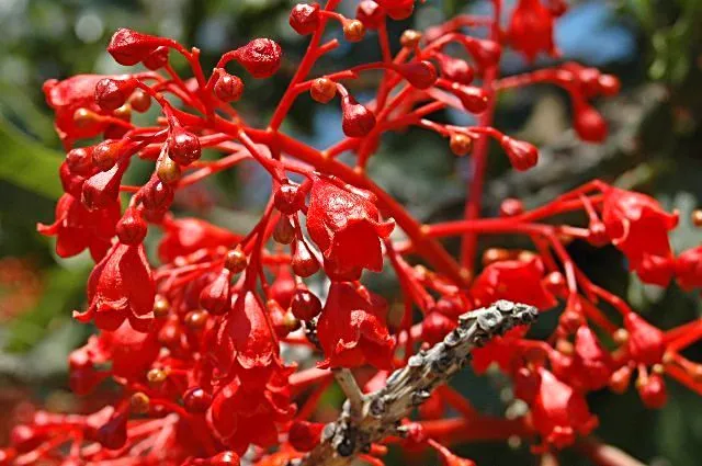 FLORACIONES EN MÁLAGA Y MÁS: junio 2010