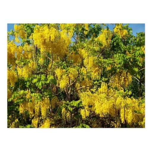 Flores amarillas hermosas del árbol de lluvia de o tarjetas ...