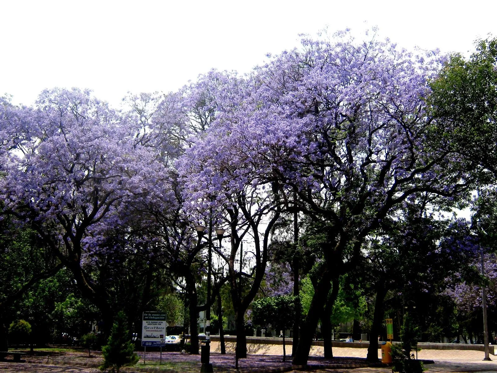 Flores y Árboles: Jacaranda