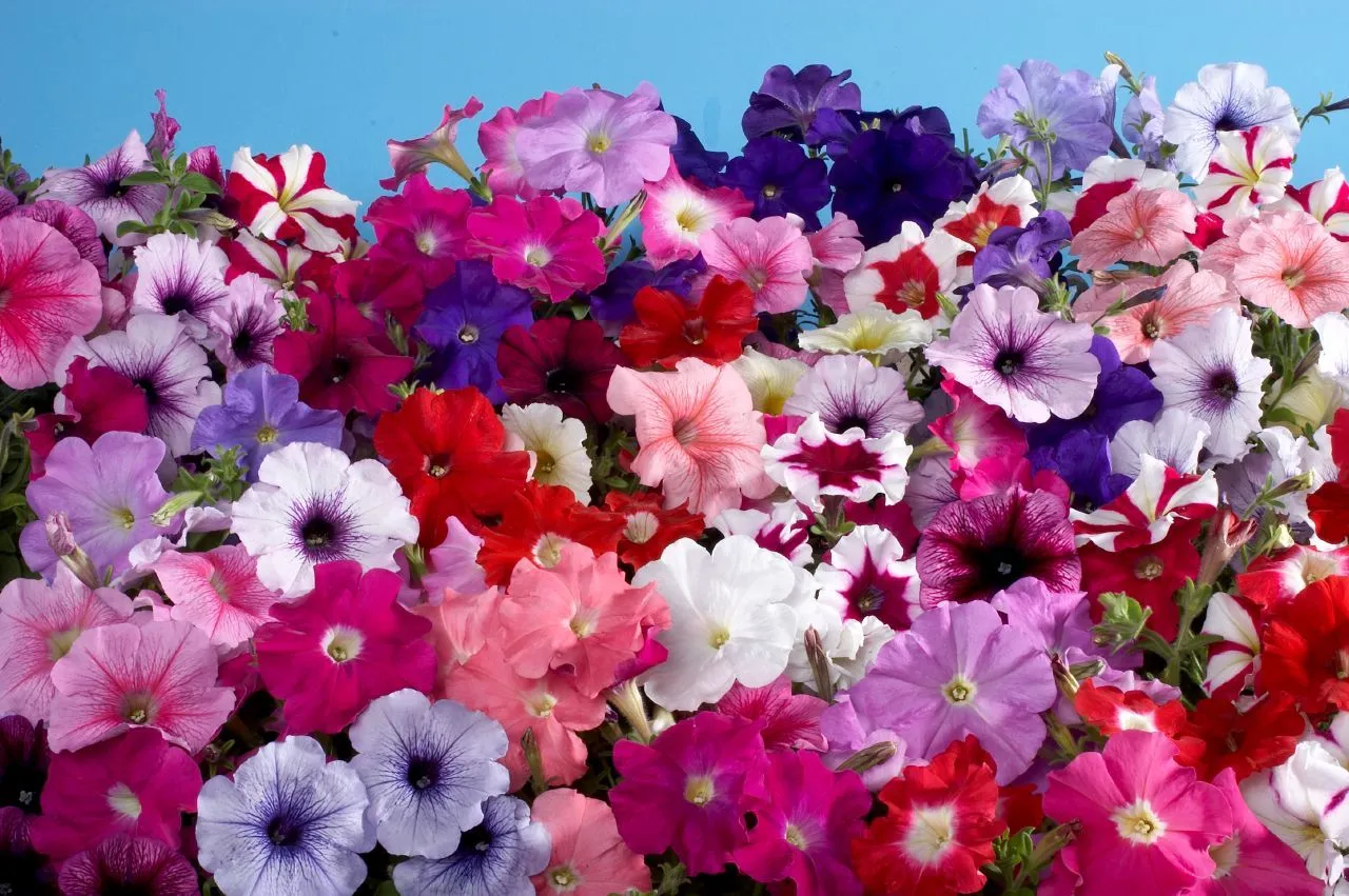 Flores y árboles: La petunia (petunia hybrida)