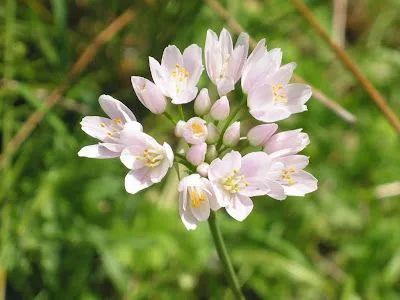 MAS FLORES DE LAS MISMAS - ASTURIAS YE MUCHO - Gabito Grupos