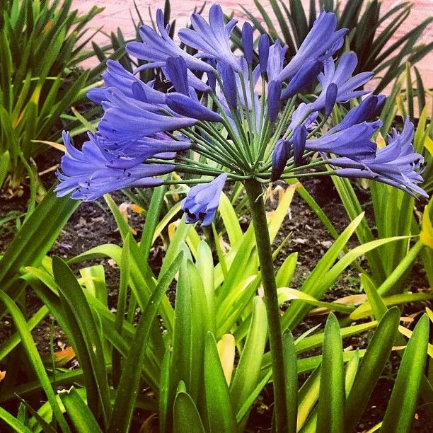 flores #azul buenos temas para soñar. Buenas noches | Flickr ...