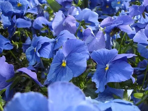 Flores azules en la tarde de Alcalá | No sé ni cómo te atreves