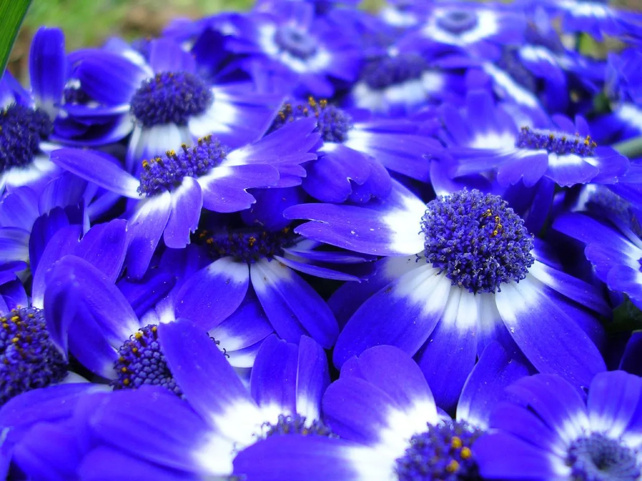 Flores azules cuyo nombre desconozco | Flickr - Photo Sharing!