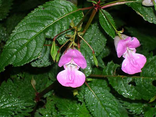 Flores de Bach y perros: Impatiens » » www.