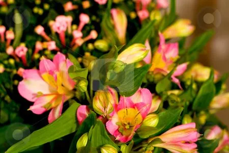 Flores background stock photo - Download flower Royalty Free ...