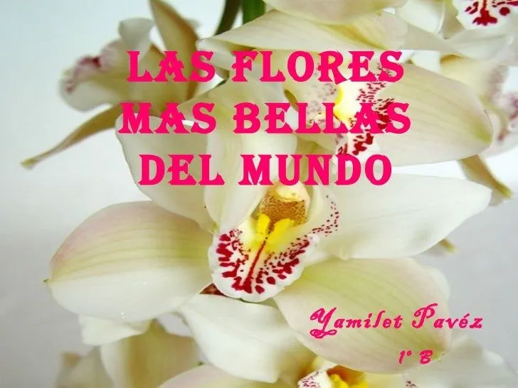 Las Flores Mas Bellas Del Mundo