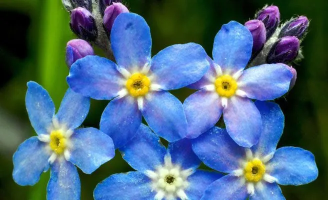 Las flores más bellas del mundo en primavera -- Qué.es --