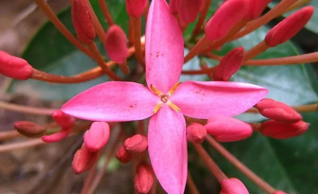 Las flores más bellas del mundo en primavera -- Qué.es --