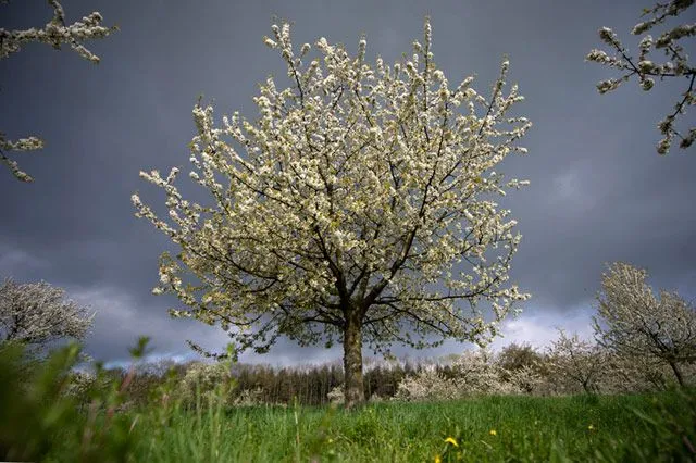 flores blancas en arbol | Aída Trujillo