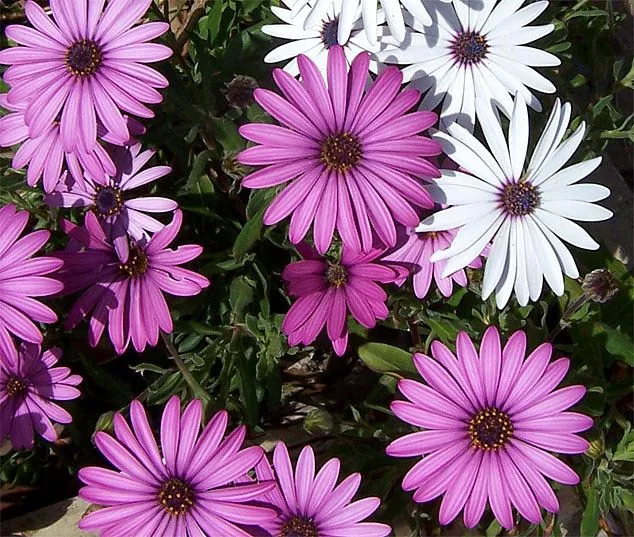 Flores blancas y moradas - El fotolog de Conral