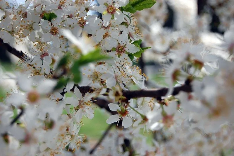 Flores blancas del resorte en ramas de árbol - 4 Free Photos - Highres