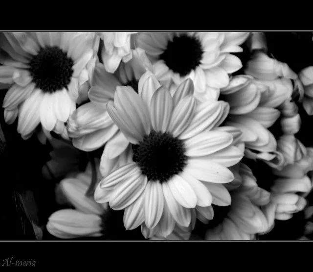 Flores en Blanco y Negro | Flickr - Photo Sharing!