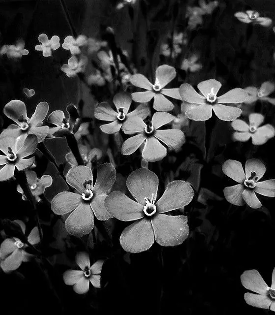 Flores en blanco y negro | Flickr - Photo Sharing!