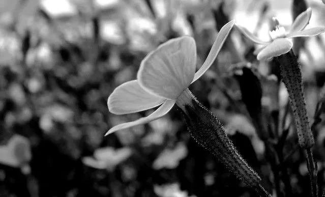 Flores en blanco y negro | Flickr - Photo Sharing!