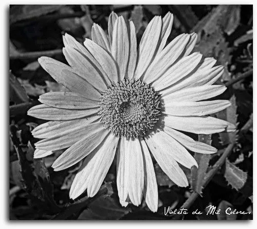 Flores en Blanco y Negro | Flickr - Photo Sharing!