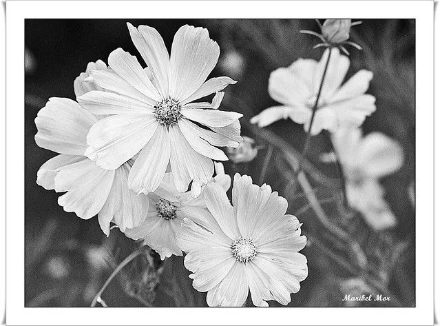 Flores en blanco y negro... | Flickr - Photo Sharing!