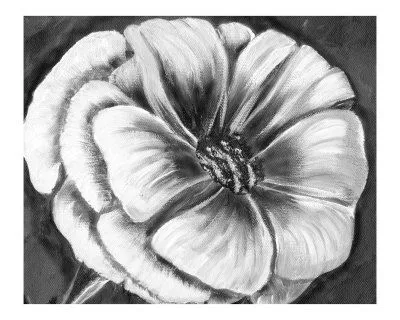 Flores en blanco y negro Lámina giclée por Kim Avent-DiLorenzo en ...