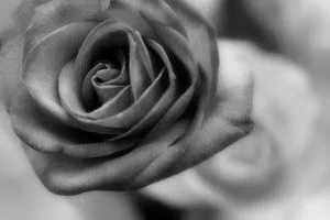 flores en blanco y negro - Taringa!