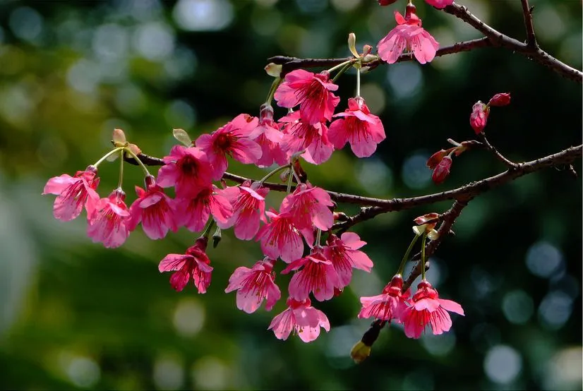 Imagenes de flores bonitas - Imagui