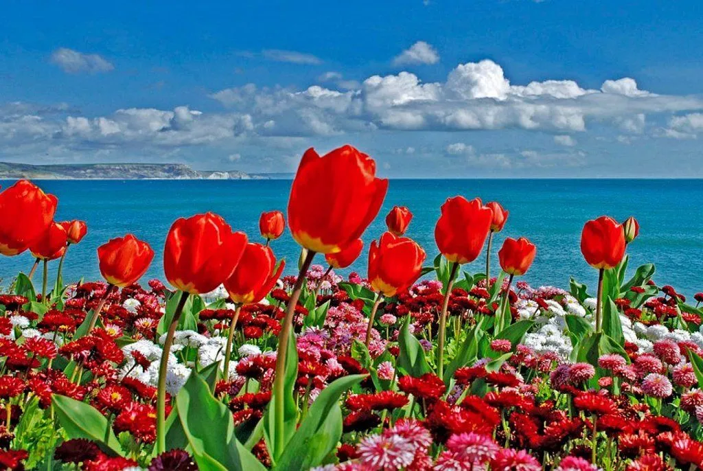 flores bonitas | Cuidar de tus plantas es facilisimo.