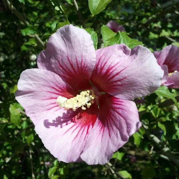 Todavía hay flores bonitas. | Flickr - Photo Sharing!