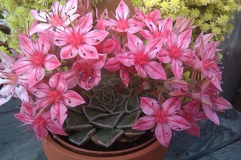 flores del cactus | Cuidar de tus plantas es facilisimo.