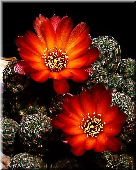 Flores de Cactus - Taringa!