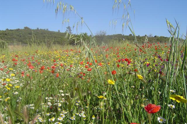 FLORES CAMPESTRES