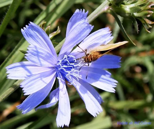 Flores celestes | Flickr - Photo Sharing!