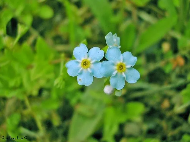 flores celestes silvestres | Flickr - Photo Sharing!