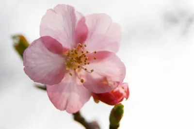 Las Flores de Cerezo