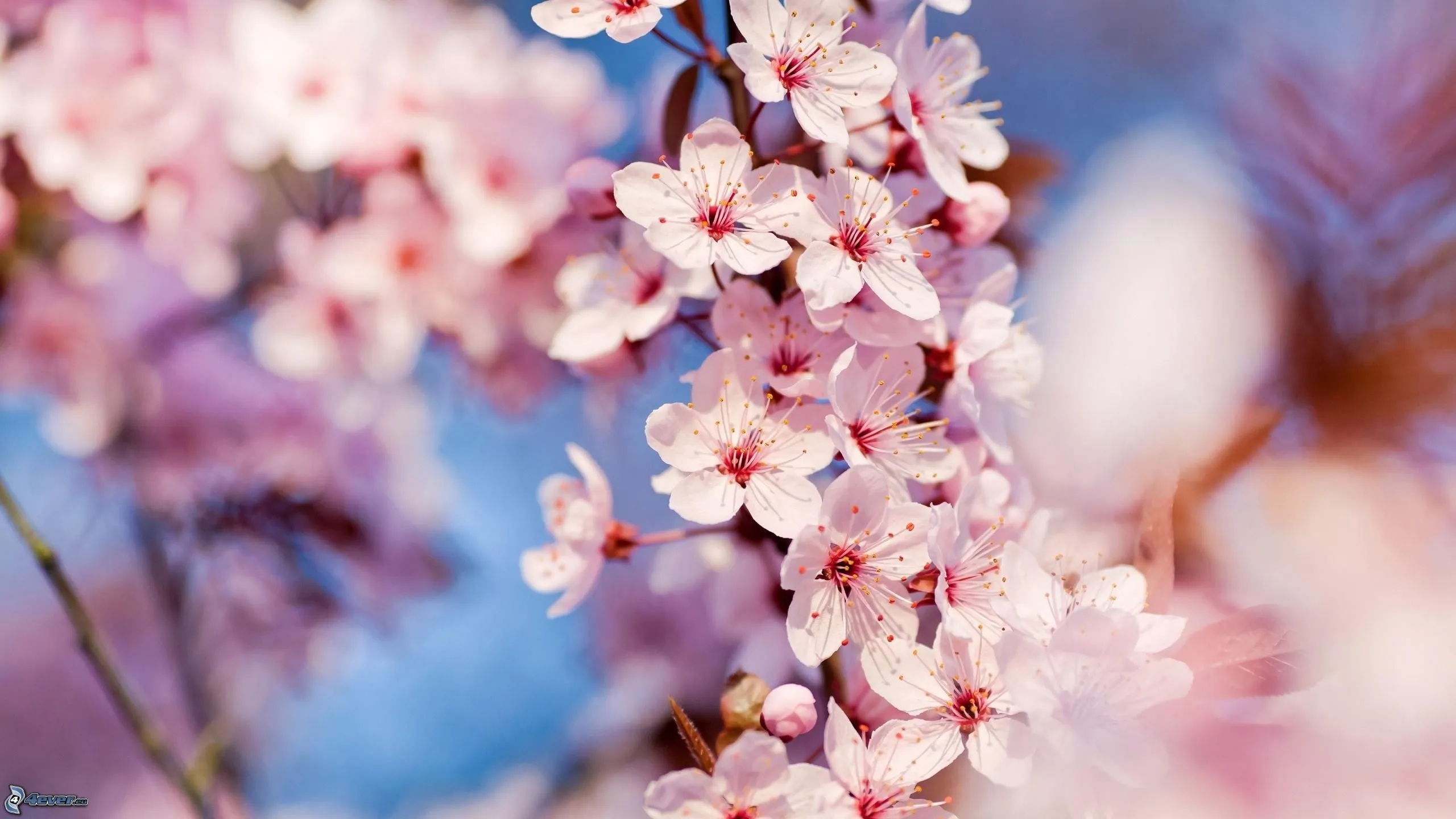 Flores de cerezo