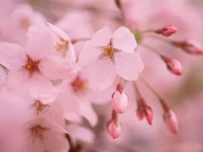 Flores de cerezo Lámina fotográfica en AllPosters.