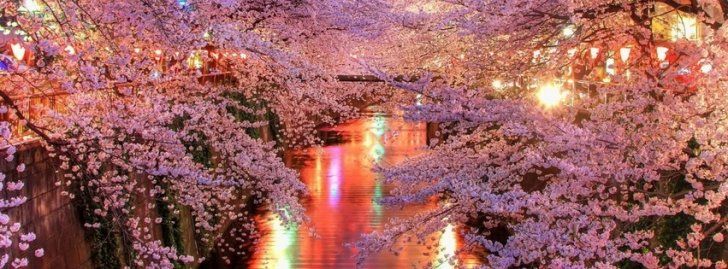 Flores Cerezo Portadas para Facebook - Portadas para Facebook ...