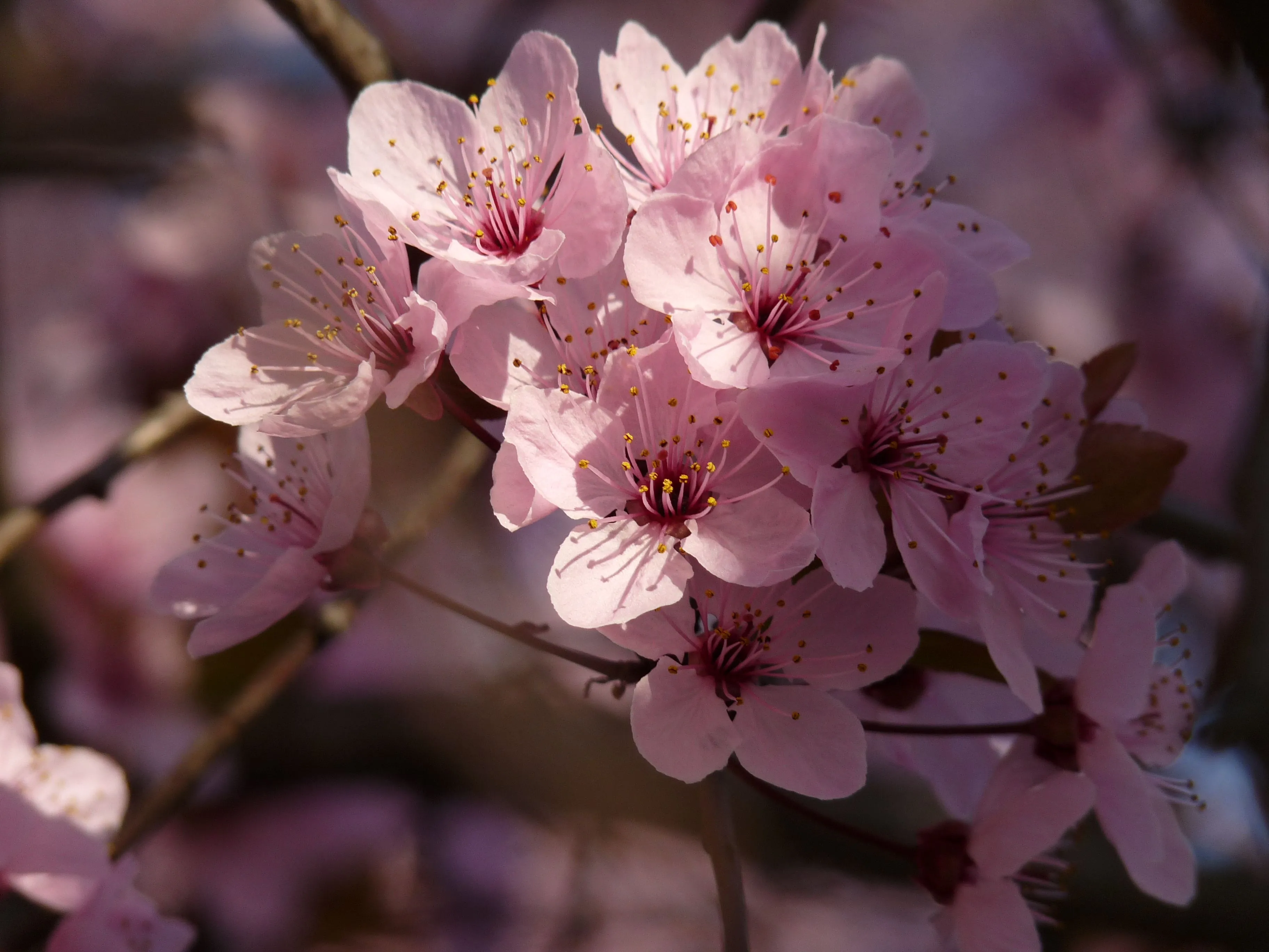 Las flores del cerezo suelen caer muy pronto. La flor del sakura es ...