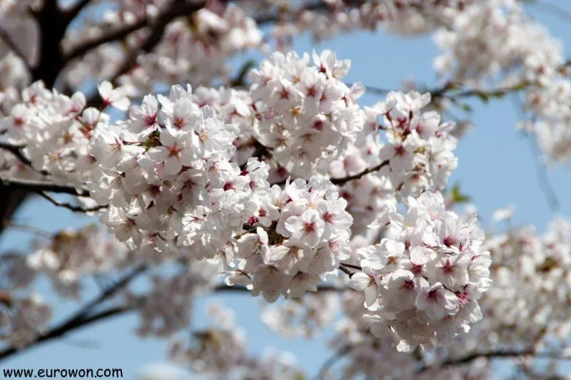 Flores de cerezo en Yeouido (여의도 벚꽃) [