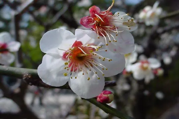 flores de china | floresylucia