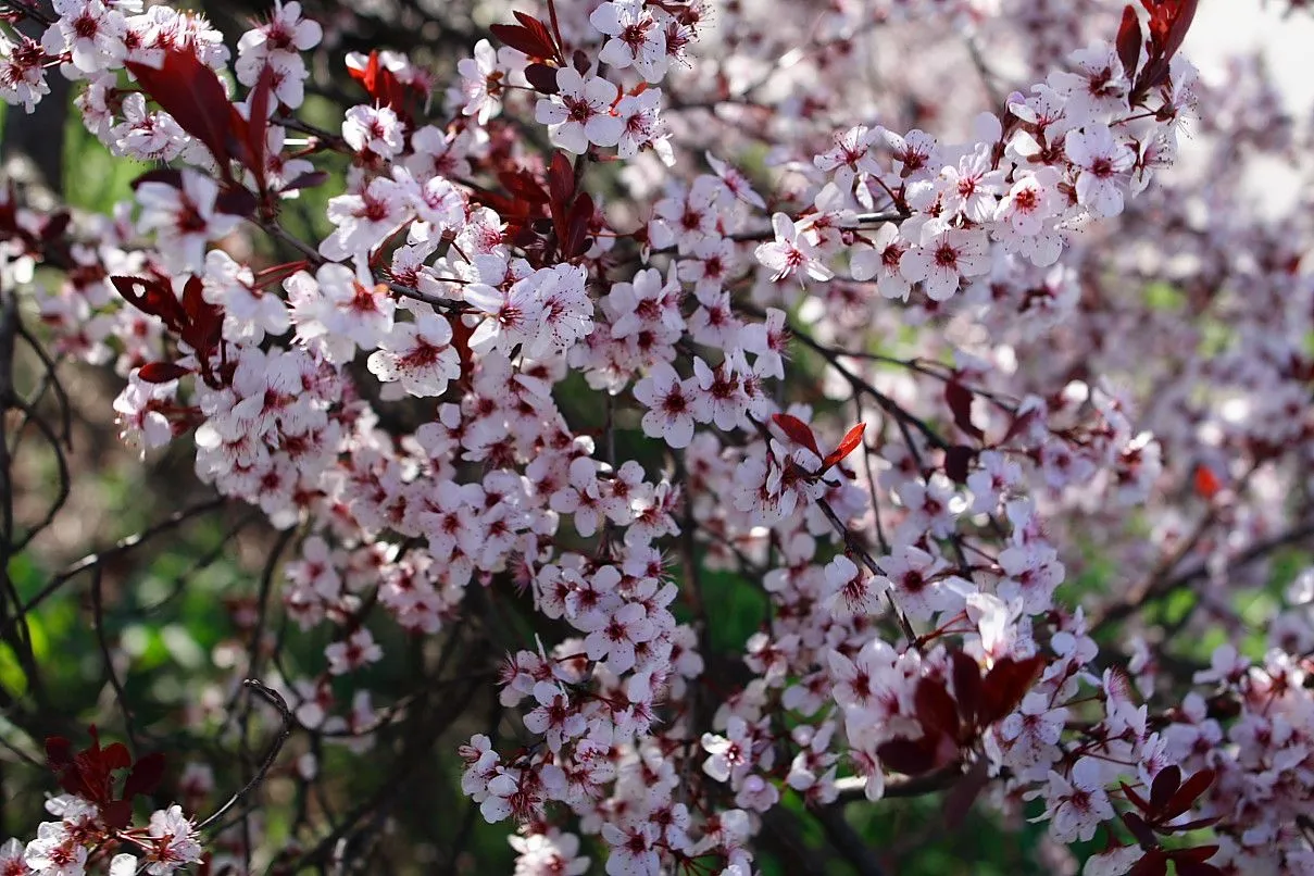 flores de china | floresylucia