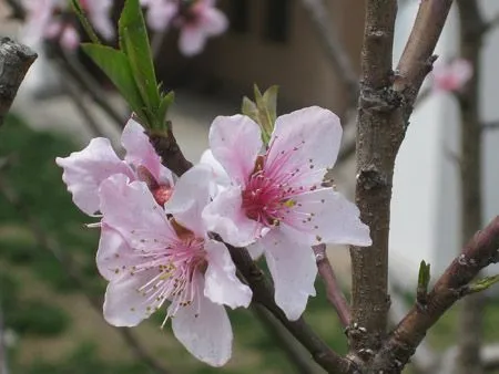 Primavera: el mejor momento para disfrutar de las flores en ...