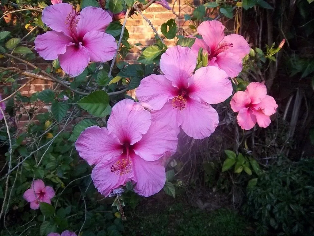 flores chinas (3) | Cuidar de tus plantas es facilisimo.