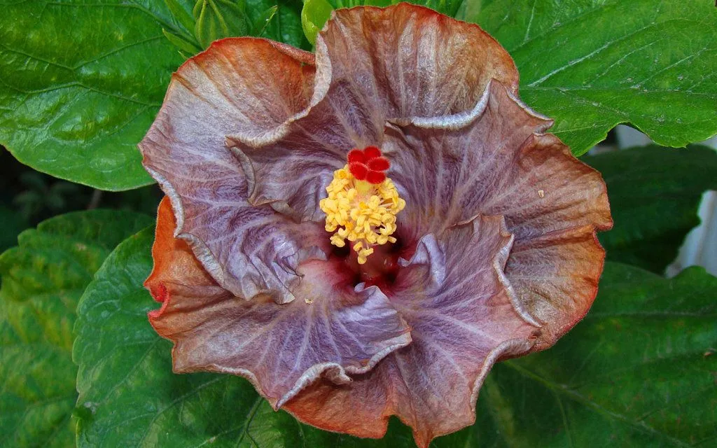 flores chinas (3) | Cuidar de tus plantas es facilisimo.