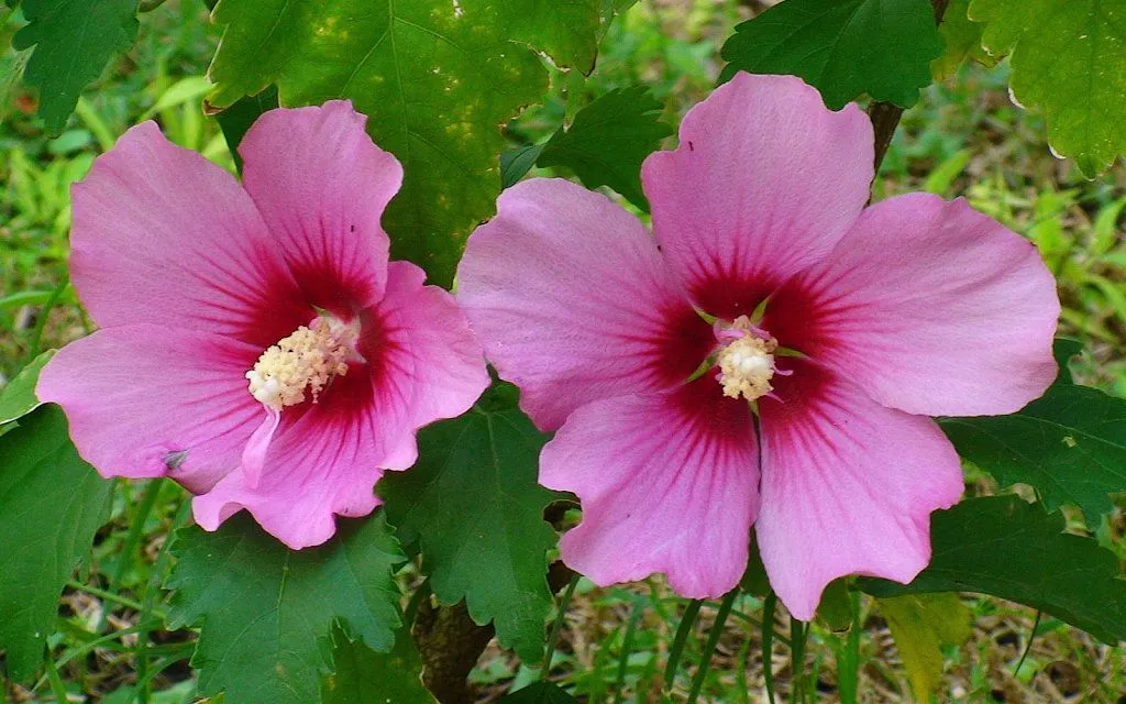 flores chinas (5) | Cuidar de tus plantas es facilisimo.