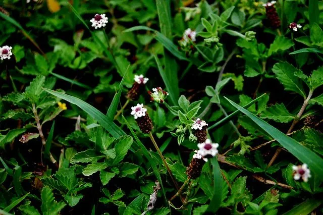 flores chiquitas para las abejas. | Flickr - Photo Sharing!