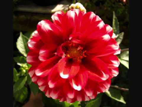 Flores de Colombia - YouTube